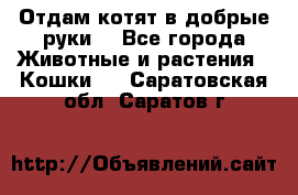 Отдам котят в добрые руки. - Все города Животные и растения » Кошки   . Саратовская обл.,Саратов г.